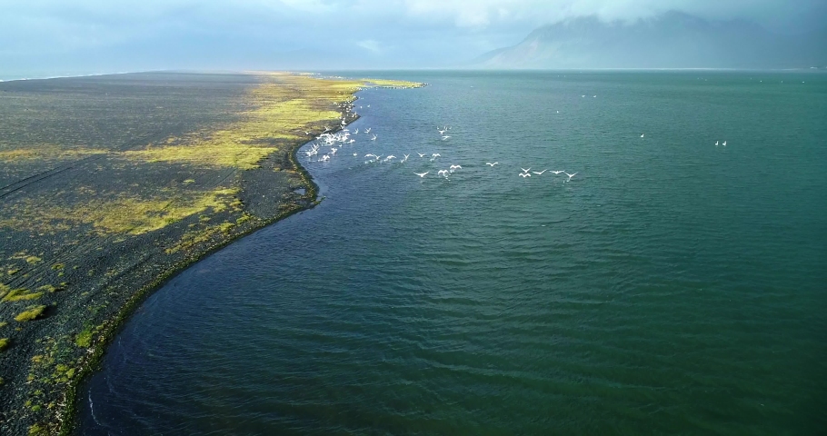 A scenic view of a sea strait conquered by a gaggle of white geese. A large strait of water between a flat beach and a stone cliff is full of groups of white geese. 