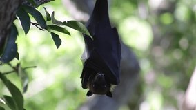 A unique video from the wild. A flying fox sleeps in a tree.