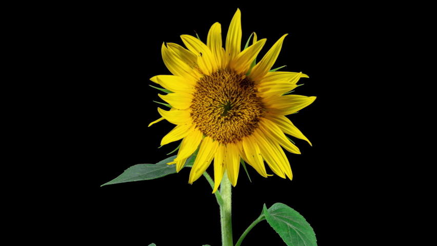 Yellow Sunflower Head Blooming in Time Lapse. Opening Flower on a Black Background from Bud in Timelapse. Wilting Yellow Flower While Seeds Ripen Royalty-Free Stock Footage #1096992867
