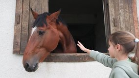 A girl strokes a horse, that has stuck its head out of the window of its stall in a stable