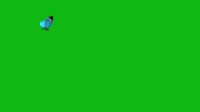 Blue Butterfly Flying on a green screen. Butterfly Flying with key color. Chroma key, 4K video