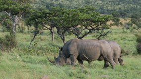 A pair of endangered white rhinoceros (Ceratotherium simum) feeding in natural habitat, South Africa