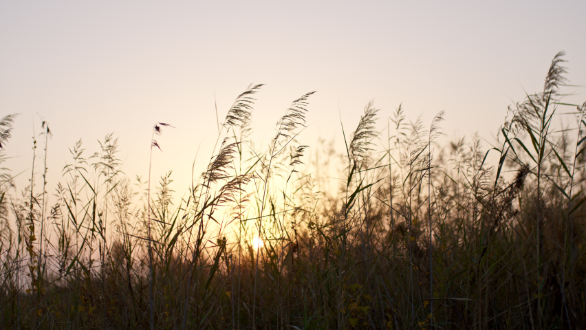 Reed grass flutter on wind against sunset. Royalty-Free Stock Footage #1097003897