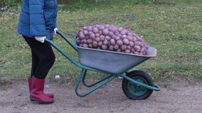 Farmer drives wheelbarrow with potatoes in mesh bag along country road, slow motion video.