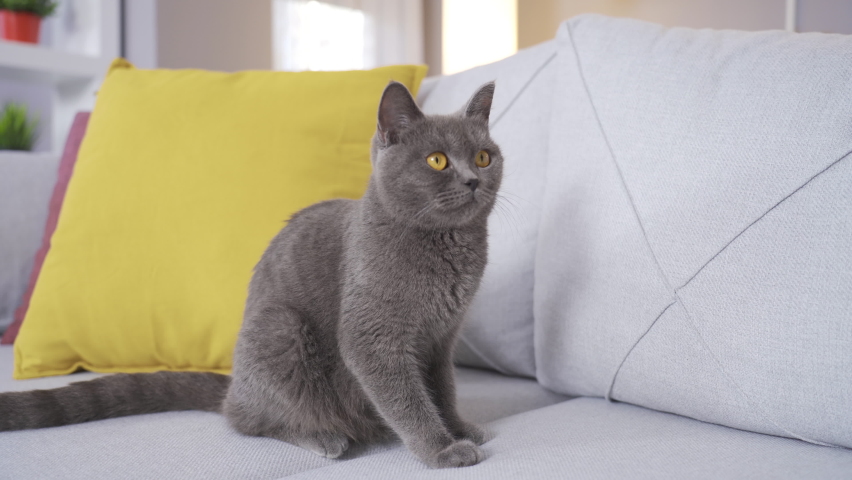 British shorthair cat.
British cat with cute charming eyes.

