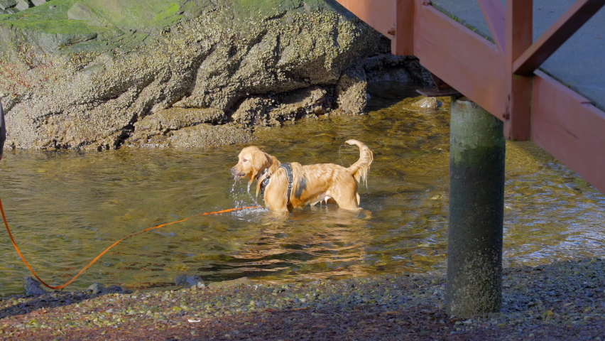 Establishing shot of dog swimming at ocean beach with rocks in slow motion at summer day in Vancouver, Canada, North America. Day time on September 2022. Still camera. ProRes 422 HQ.