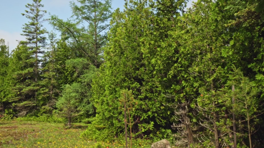 Pine and spruce trees at the Lumberjack route. Pine forest is a natural resource. Lumberjack road in the wild forest.