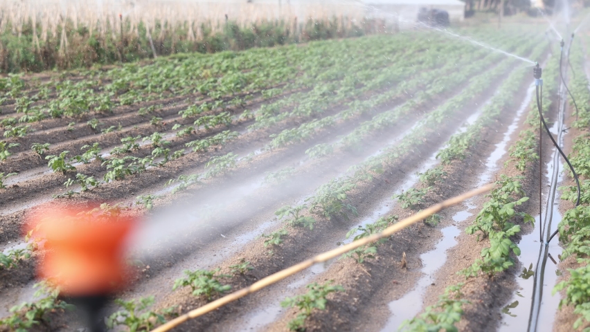 Close-up photo of sprinkler on vegetable field. Irrigation of plantation with water.