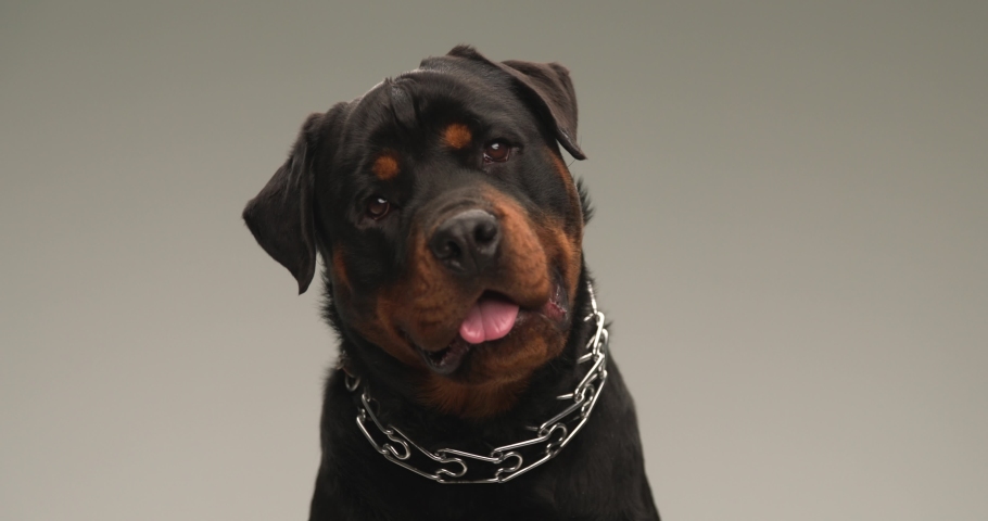 adorable rottweiler puppy with collar sticking out tongue, panting, tilting his head to side and being happy and curious while looking up on grey background Royalty-Free Stock Footage #1097016091