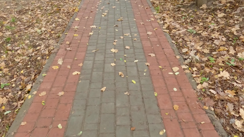 Footway lined with decorative gray and red paving slabs covered with oak autumn fallen leaves in park in overcast weather, view while moving forward 

