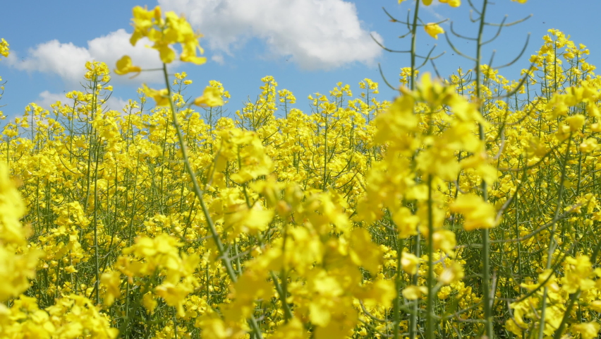 Yellow Flower Blossom Rapeseed Canola Agriculture Field. Beautiful Blooming Rapeseed Field Blue Sky in Springtime. Slow Motion. Close up of Yellow Flowers of Rape on Canola Background Blue Sky.  Royalty-Free Stock Footage #1097018409