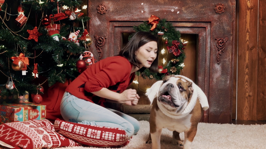 Young Asian woman and cute English bulldog celebrate Christmas xmas and new year together at home under decorated fir-tree and wrapped present gift boxes. Happy Christmas holidays. Doggy best friend Royalty-Free Stock Footage #1097020749