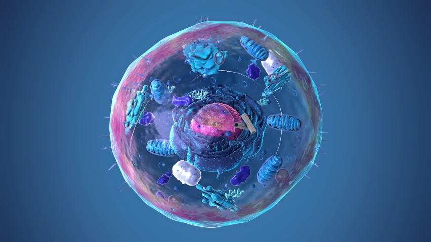 Seamless rotation of the components of an eukaryotic cell, nucleus and organelles and plasma membrane including luma mattes - 3d illustration | Shutterstock HD Video #1097021853