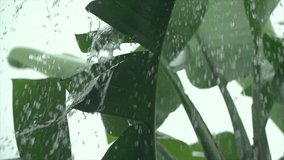 Heavy rain in tropical garden, close up. Banana leaves with water drops, Strelitzia Nikolai. Slow motion video
