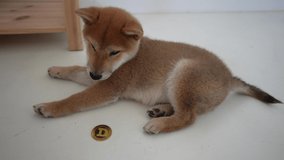 Shiba Inu cub with a doge crypto gold coin token. Cryptocurrency puppy. investing in blockchain 4K video.