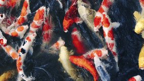 Colorful fancy carps or koi fishes swimming in a pond in a Japanese garden, Nishikigoi, Nobody, Slow motion, Vertical video for smartphone footage