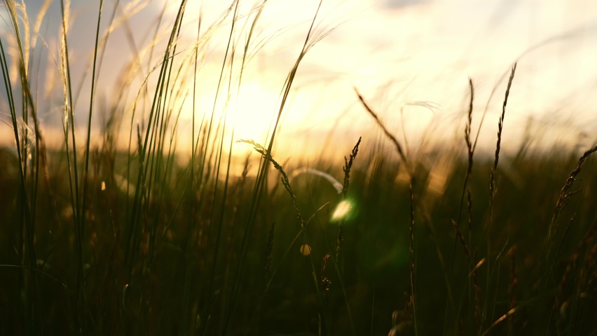 Close-up wheat spikelets on field on beautiful nature sunset andscape on sun rays . Grown rich harvest . Areas of agricultural plant production. Healthy food. Summer season and warm weather on rural.