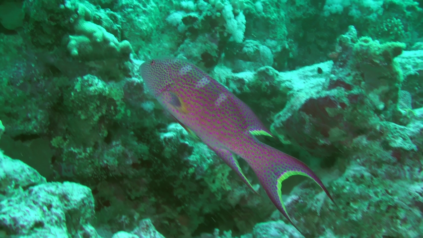 The brightly colored Lyretail Grouper (Variola louti) swims slowly along the coral wall, medium shot. Royalty-Free Stock Footage #1097029125