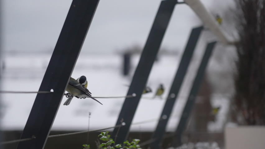 A lovely closeup of a small wild bird sitting standing on a string wire with yellow belly healthy chirpy closeup with many birds and a tree bush in the blurry background during cold winter day
