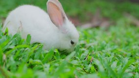Video of Little white rabbit deliciously eats green succulent grass. Hungry white bunny. rabbit on green grass, 