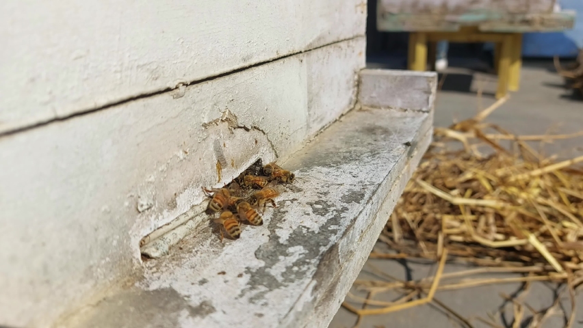 Honey bee passing through small gate of bee box for collection and storage of honey