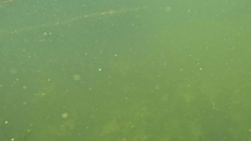 A school of young largemouth  bass look at camera under the surface Royalty-Free Stock Footage #1097037889