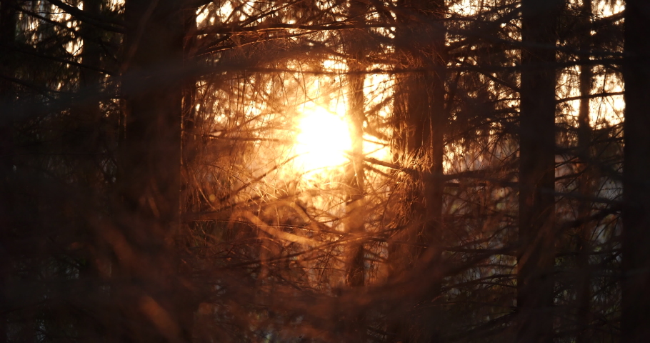 Beautiful Sun Flare of Setting Sun in Pine Forest Early Autumn. Sunlight Sunbeams Through Spruce Woods Landscape