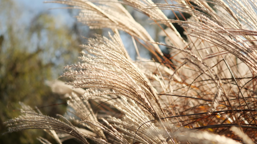 Ornamental grass in the garden. Grass in sunlight Royalty-Free Stock Footage #1097039311