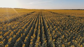 sunflowers. drone video lifestyle field sunflowers at sunset sun glare. farming agriculture a business concept. field yellow flowers sunflowers ripe agricultural harvest. sunflower farming