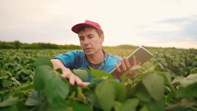 agriculture soybean. farmer a working on soybean plantation with digital tablet. business agriculture concept. worker in soybean field. soy plant. lifestyle farmer inspecting soybean crop - Powered by Shutterstock - Get 15% off with code: PIKWIZARD15