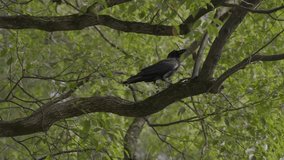 This video shows a black Japanese crow hoping along a tree branch with a lush green background.