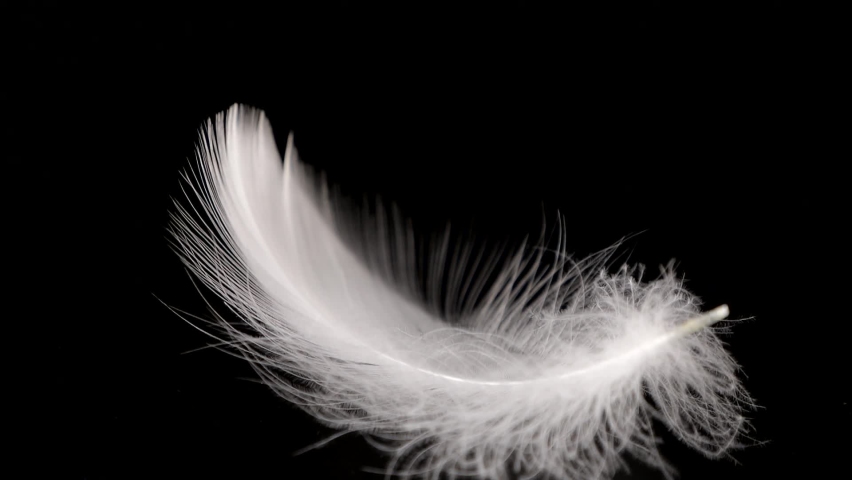 Falling white swan feathers on a black background. 