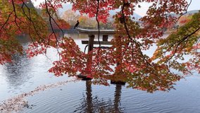 Falling autumn leaves with torii in background and bird on torii. video of autumn leaves turning red. Light reflected from the water surface illuminates the autumn leaves. Magnificent rural scenery