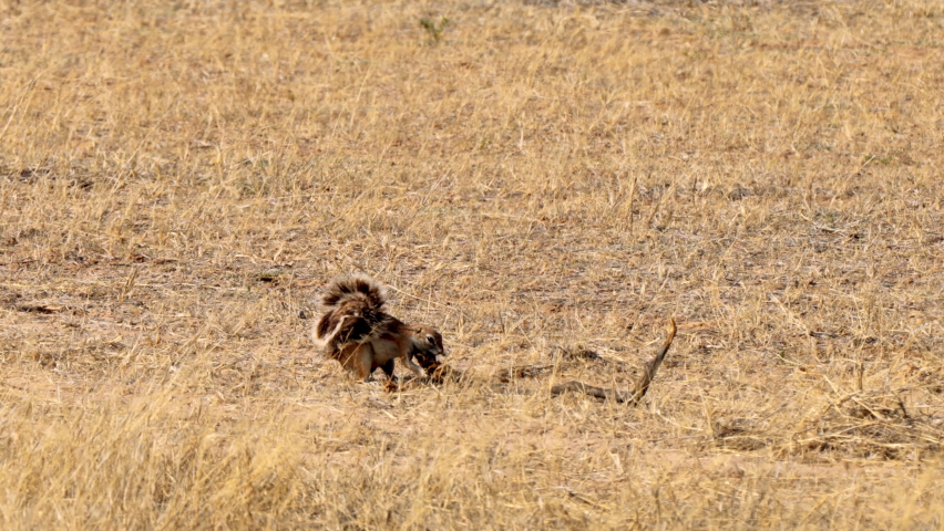Xeri, the ground squirrel, searching for food in the Kgalagadi Transfrontier Park, South Africa