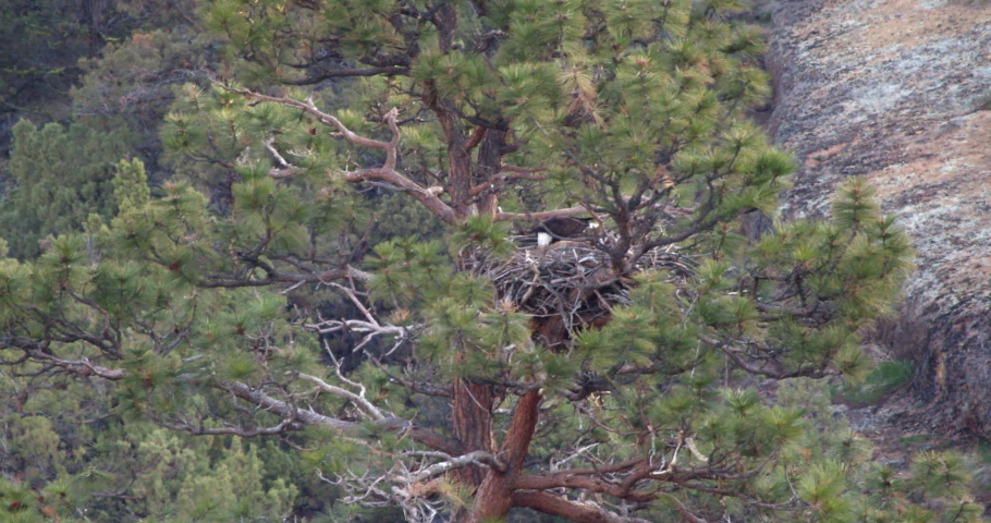Bald Eagles cleans and prepares nest for babies