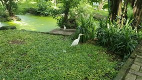 Great egrets ( ardea alba ) also known as the common egret, large egret, great white egret are looking for food in a bird park.