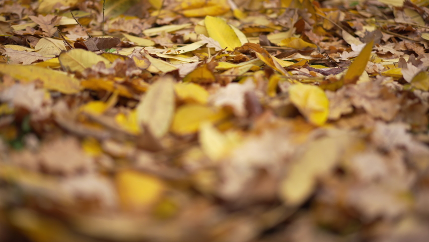 Live camera moves forward along yellow fallen leaves on the ground. Beautiful foliage in park outdoors with no people. Nature concept
