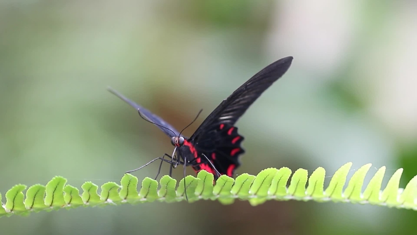 Close shot of a Black and Red Butterfly. Scarlet Mormon Butterfly (Papilio rumanzovia)