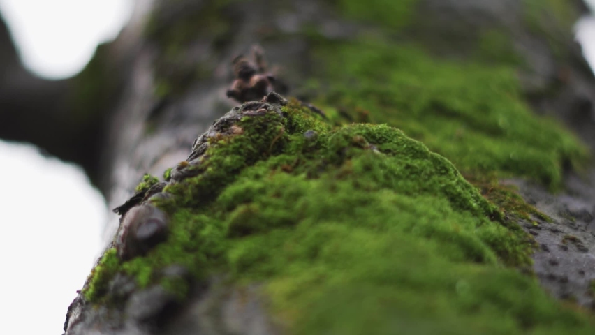 Closeup shot of moss on the tree after rain at Manali in Himachal Pradesh, India. Macro shot of moss on the tree after rain. Shallow depth of field shot of a tree covered by moss after the rain. | Shutterstock HD Video #1097056555