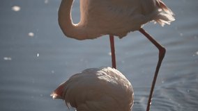flock of Pink flamingos at sunrise rays in pink wild lake at national park. 4K high quality super slow motion video filmed on high speed camera Nikon z9 