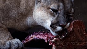Beautiful Canadian Cougar, Puma Concolor eat raw meat in morning. 4k 120fps super slow motion raw footage 
