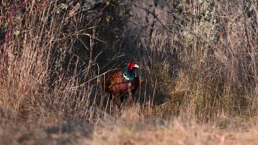 Male common pheasant Phasianus colchicus in the wild. A pheasant hiding in the grass looking food.