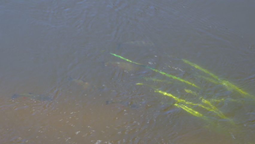 Squalius cephalus feeding at the water surface. Group of European chub fish swimming in the river on a sunny day 