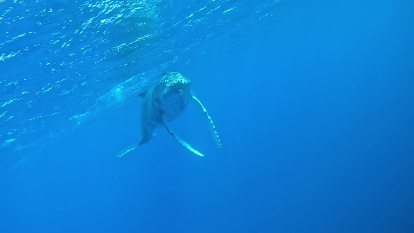 Young Humpback Whale come near a diver at the surface. Close to eye. Fin touches the diver. Royalty-Free Stock Footage #1097067101