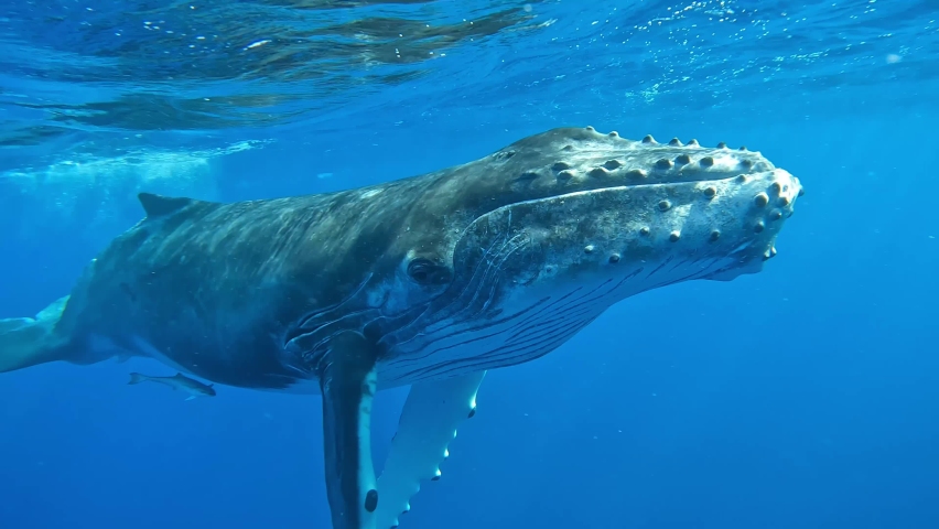 Young Humpback Whale come near a diver at the surface. Close to eye. Fin touches the diver. Royalty-Free Stock Footage #1097067101