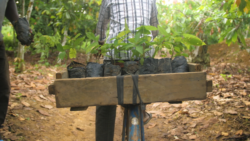 A man gives young cocoa plantation to transport and plant in the field, in Ivory Coast Royalty-Free Stock Footage #1097068407
