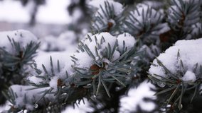 White fluffy snow lies on the branches of a green spruce. Close-up of snow on needles. Snowy winter. Christmas scene. Wildlife in winter - Powered by Shutterstock - Get 15% off with code: PIKWIZARD15
