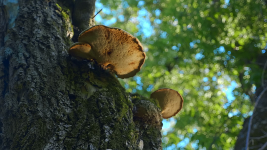 Chaga (Inonotus obliquus) is a parasite that grows on cracks or damaged areas of tree trunks from spores of the mulberry fungus. Shot in motion