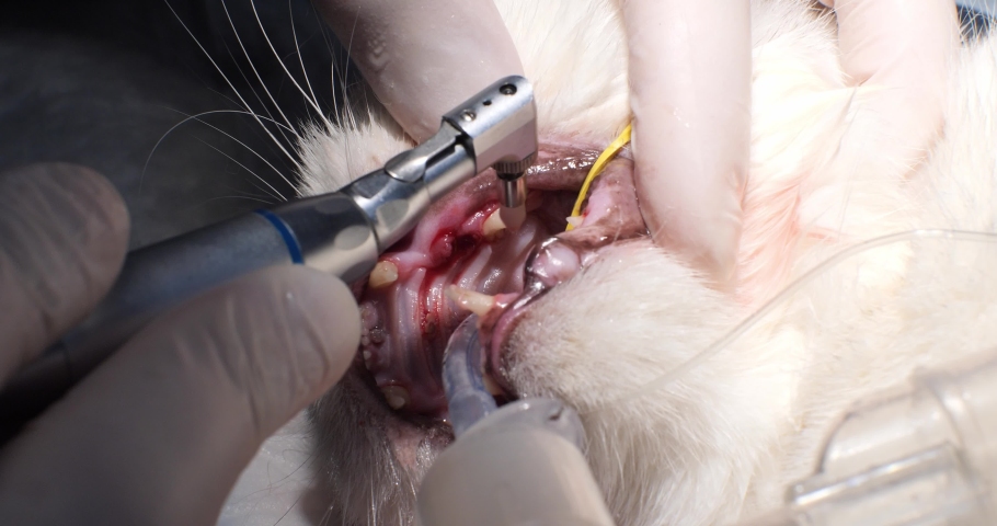 After brushing the cat's teeth under anesthesia, the doctor covers all the teeth with a paste containing a handicap. With a special brush, they rub the cat's teeth with a protective paste. Royalty-Free Stock Footage #1097087089
