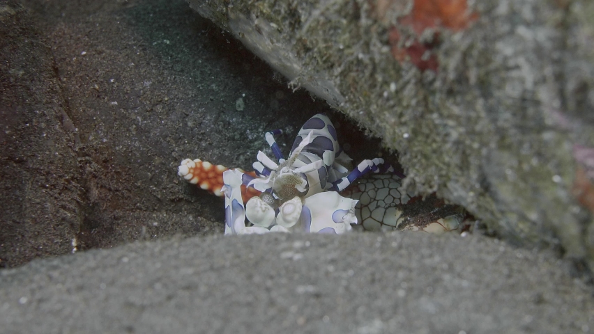 Two Harlequin shrimp are sitting among the stones and eating a red starfish.
They live in pairs and grow up to 5 cm. They feed exclusively on starfish.